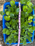 (10) small mix Water Hyacinth & Lettuce Koi Pond Floating Plants Rid Algae 2-3"