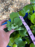 WEEKEND SPECIAL (15) Water Lettuce Koi Pond Floating Plants Rid Algae Shade 2-4”