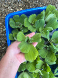 WEEKEND SPECIAL (15) Water Lettuce Koi Pond Floating Plants Rid Algae Shade 2-4”