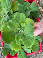 (2) MIX Lettuce &  Water Hyacinth Koi Pond Floating Plants Rid Algae Jumbo  Gigantic  5-7” (Copy)