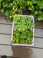 FACE PLANT WEEKLY SPECIAL (20) Koi Pond Deluxe Combo Chameleon￼ ￼Water Hyacinth Lettuce Floating Plant 3”
