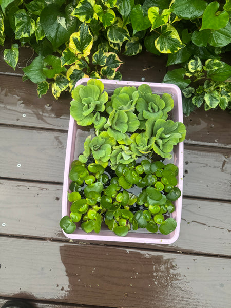 FACE PLANT WEEKLY SPECIAL (20) Koi Pond Deluxe Combo Chameleon￼ ￼Water Hyacinth Lettuce Floating Plant 3”