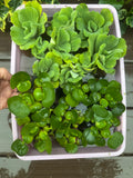 FACE PLANT WEEKLY SPECIAL (20) Koi Pond Deluxe Combo Chameleon￼ ￼Water Hyacinth Lettuce Floating Plant 3”