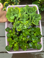 FACE PLANT WEEKLY SPECIAL (20) Koi Pond Deluxe Combo Chameleon￼ ￼Water Hyacinth Lettuce Floating Plant 3”