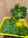 FACE PLANT WEEKLY SPECIAL (9) MIX Water Hyacinth & Water Lettuce Koi Pond Floating Plants Algae Shade Large 5-7”