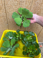 FACE PLANT WEEKLY SPECIAL (9) MIX Water Hyacinth & Water Lettuce Koi Pond Floating Plants Algae Shade Large 5-7”