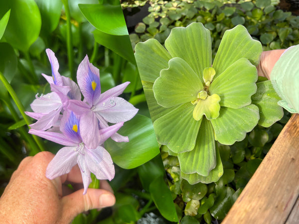 (2) MIX Lettuce &  Water Hyacinth Koi Pond Floating Plants Rid Algae Jumbo  Gigantic  5-7” (Copy)