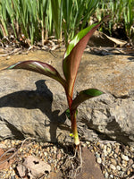 Koi Pond Plant Custom Combo U CHOOSE Floating Water Hyacinth Lettuce Iris Jenny