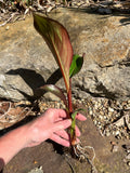 Koi Pond Plant Custom Combo U CHOOSE Floating Water Hyacinth Lettuce Iris Jenny