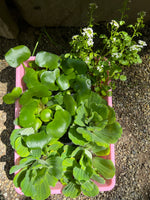 Koi Pond Pack (6) MIX Water Hyacinth & Lettuce & Watercress Koi Pond Floating Plants Algae LARGE Jumbo 6”