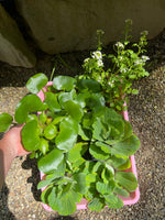 Koi Pond Pack (6) MIX Water Hyacinth & Lettuce & Watercress Koi Pond Floating Plants Algae LARGE Jumbo 6”