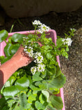 Koi Pond Pack (6) MIX Water Hyacinth & Lettuce & Watercress Koi Pond Floating Plants Algae LARGE Jumbo 6”