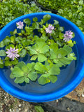 FACE PLANT WEEKLY SPECIAL (9) MIX Water Hyacinth & Water Lettuce Koi Pond Floating Plants Algae Shade Large 5-7”