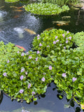 (4) MIX Lettuce &  Water Hyacinth Koi Pond Floating Plants Rid Algae Jumbo  Gigantic  5-7”