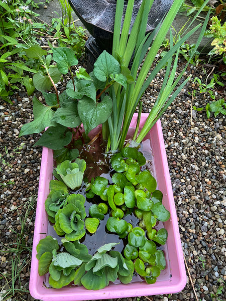 (20) Koi Pond Deluxe Chameleon Water Hyacinth Lettuce Iris Floating Plant 3”