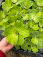 (4) MIX Lettuce &  Water Hyacinth Koi Pond Floating Plants Rid Algae Jumbo  Gigantic  5-7”