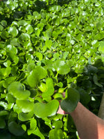 FACE PLANT WEEKLY SPECIAL (12) MIX Water Hyacinth & Water Lettuce Koi Pond Floating Plants Algae Shade LARGE 6" 6/23