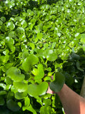 FACE PLANT WEEKLY SPECIAL (10) MIX Water Hyacinth & Water Lettuce Koi Pond Floating Plants Algae Shade LARGE 6" 6/16