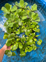 FACE PLANT WEEKLY SPECIAL (10) MIX Water Hyacinth & Water Lettuce Koi Pond Floating Plants Algae Shade LARGE 6" 6/16