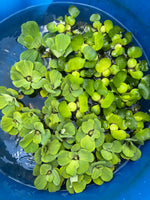 FACE PLANT WEEKLY SPECIAL (25) MIX Water Hyacinth & Water Lettuce Koi Pond Floating Plants Algae Shade3-4” 6/16