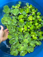 FACE PLANT WEEKLY SPECIAL (25) MIX Water Hyacinth & Water Lettuce Koi Pond Floating Plants Algae Shade3-4” 6/16