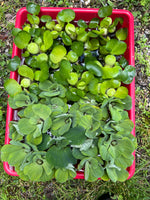 FACE PLANT WEEKLY SPECIAL (25) MIX Water Hyacinth & Water Lettuce Koi Pond Floating Plants Algae Shade3-4” 6/16