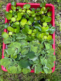 FACE PLANT WEEKLY SPECIAL (25) MIX Water Hyacinth & Water Lettuce Koi Pond Floating Plants Algae Shade3-4” 6/16