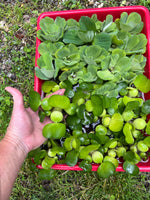 FACE PLANT WEEKLY SPECIAL (25) MIX Water Hyacinth & Water Lettuce Koi Pond Floating Plants Algae Shade3-4” 6/16