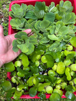 FACE PLANT WEEKLY SPECIAL (25) MIX Water Hyacinth & Water Lettuce Koi Pond Floating Plants Algae Shade3-4” 6/16