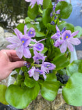 FACE PLANT WEEKLY SPECIAL (12) MIX Water Hyacinth & Water Lettuce Koi Pond Floating Plants Algae Shade LARGE 6" 6/23