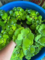 FACE PLANT WEEKLY SPECIAL (12) MIX Water Hyacinth & Water Lettuce Koi Pond Floating Plants Algae Shade LARGE 6" 6/23