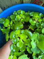 FACE PLANT WEEKLY SPECIAL (12) MIX Water Hyacinth & Water Lettuce Koi Pond Floating Plants Algae Shade LARGE 6" 6/23