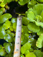 FACE PLANT WEEKLY SPECIAL (12) MIX Water Hyacinth & Water Lettuce Koi Pond Floating Plants Algae Shade LARGE 6" 6/23