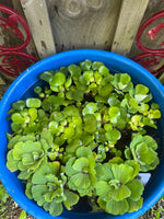 FACE PLANT WEEKLY SPECIAL (12) MIX Water Hyacinth & Water Lettuce Koi Pond Floating Plants Algae Shade LARGE 6" 6/23