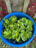 FACE PLANT WEEKLY SPECIAL (12) MIX Water Hyacinth & Water Lettuce Koi Pond Floating Plants Algae Shade LARGE 6" 6/23