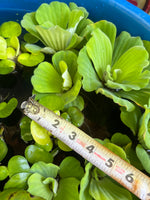 FACE PLANT WEEKLY SPECIAL (12) MIX Water Hyacinth & Water Lettuce Koi Pond Floating Plants Algae Shade LARGE 6" 6/23