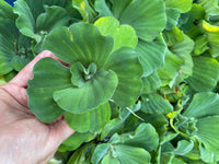 (2) MIX Lettuce &  Water Hyacinth Koi Pond Floating Plants Rid Algae Jumbo  Gigantic  5-7” (Copy)