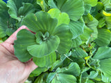 (2) MIX Lettuce &  Water Hyacinth Koi Pond Floating Plants Rid Algae Jumbo  Gigantic  5-7” (Copy)
