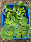 (4) MIX Lettuce &  Water Hyacinth Koi Pond Floating Plants Rid Algae Jumbo  Gigantic  5-7”