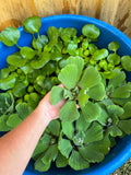 (10) Water Lettuce Jumbo 5-7” Koi Pond Floating Plants Algae Shade