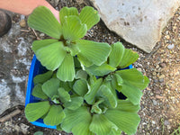 (10) Water Lettuce Jumbo 5-7” Koi Pond Floating Plants Algae Shade