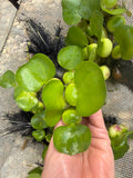 FACE PLANT WEEKLY SPECIAL  (15) Water Hyacinth Koi Pond Floating Plants Algae Shade small 2-4”