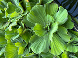 (10) Water Lettuce Jumbo 5-7” Koi Pond Floating Plants Algae Shade