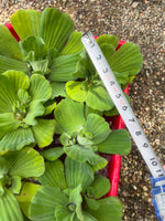 (20) Water Lettuce Jumbo 5-7”  Koi Pond Floating Plants Algae shade