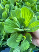 (10) Water Lettuce Jumbo 5-7” Koi Pond Floating Plants Algae Shade