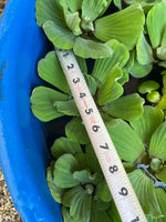 (10) Water Lettuce Jumbo 5-7” Koi Pond Floating Plants Algae Shade