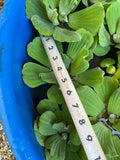 (20) Water Lettuce Jumbo 5-7”  Koi Pond Floating Plants Algae shade