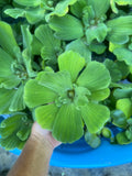 (20) Water Lettuce Jumbo 5-7”  Koi Pond Floating Plants Algae shade