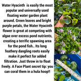 Koi Pond Plant Custom Combo U CHOOSE Floating Water Hyacinth Lettuce Iris Jenny