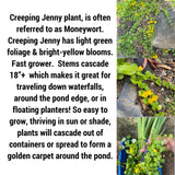 Koi Pond Plant Custom Combo U CHOOSE Floating Water Hyacinth Lettuce Iris Jenny
